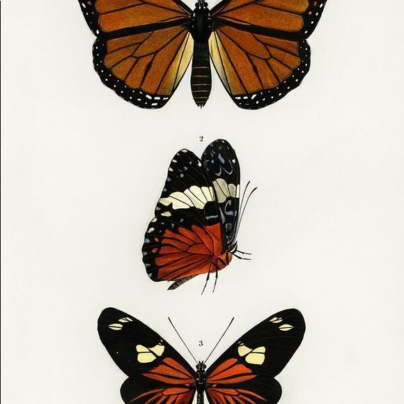8 Framed Vertical Butterfly Prints - Picture 4 of 9